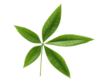 Taze yeşil yaprak dalı, şeffaf arkaplan