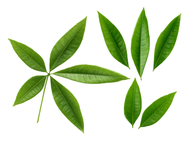 Taze yeşil yaprak dalı, şeffaf arkaplan