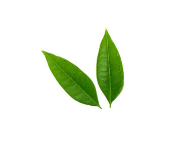 Taze yeşil yaprak dalı, şeffaf arkaplan