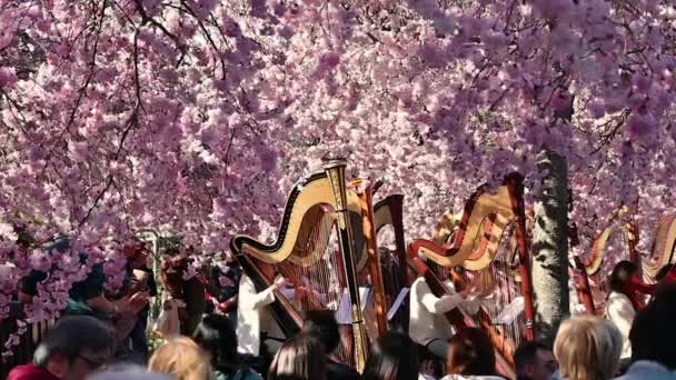 Venaria Reale Piemont Itálie Březen 2023 Fascinující Koncert Harf Obklopených — Stock video