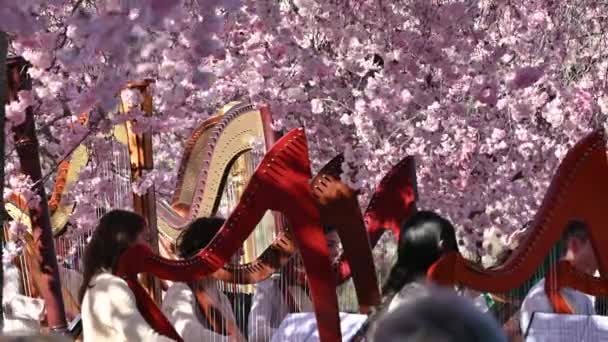 Venaria Reale Piémont Italie Mars 2023 Fascinant Concert Harpes Entourées — Video