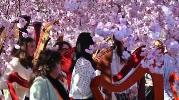 Venaria Reale Piemont Olaszország 2023 Március Lenyűgöző Hárfák Koncertje Cseresznyevirágzással — Stock videók