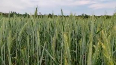Etkileyici ve ilgi çekici pov görüntüleri: Buğday başaklarının ortasındaki bakışlarımız ilerledikçe esnekleşiyor. Açık havada macera kavramı, sağlıklı yiyecek ve sağlık..