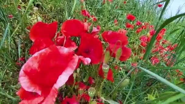 Filmagem Pov Pisando Flores Papoula Vermelho Brilhante Conceito Primavera Frescura — Vídeo de Stock