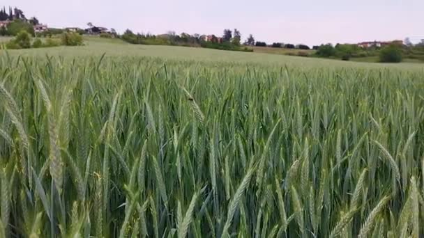 Une pellicule sur un champ de maïs avec des épis de maïs à perte de vue. Dans les collines de fond surmontées de maisons. Concept de nature, d'alimentation saine et de santé.