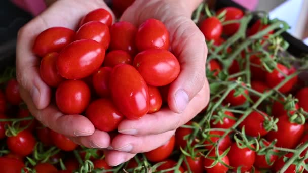 Iconic Slow Motion Footage Two Hands Heaping Datterino Cherry Tomatoes — Stock Video