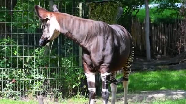 베를린 2022년 10일 동물원에서의 오카피 Okapi Giraffe 제외하고 기린의 그것을 — 비디오