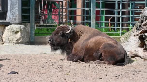 Berlin Germany August 2023 Footage Zoo Large Bison Lying Ground — Stock Video