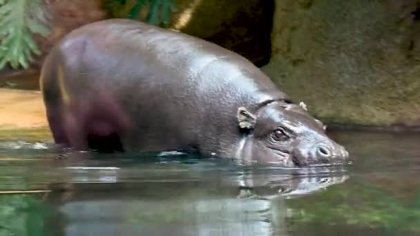 Berlín Alemania Agosto 2023 Filmación Zoológico Hipopótamo Sumerge Agua Una — Vídeos de Stock