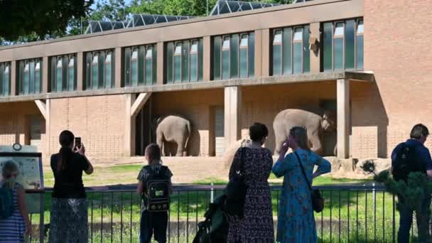 2023年8月10日 德国柏林 动物园的录像 人们在吃饭的时候都在看大象 — 图库视频影像