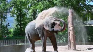 Berlin, Almanya, 10 Ağustos 2023. Hayvanat bahçesindeki film: Hintli bir filin gövdesinden toplanan toprak ve kumla kendini serpiştirmesi..