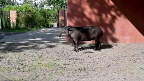 Berlin Deutschland August 2023 Zeitlupe Zoo Ein Tapir Bewegt Nase — Stockvideo