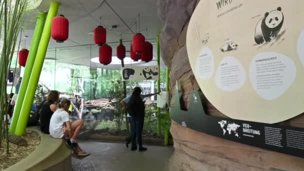 Berlín Německo Srpna2023 Záběry Zoo Domě Pandy Lidé Pozorují Když — Stock video