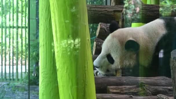 Berlín Alemania Agosto 2023 Filmación Zoológico Casa Del Panda Través — Vídeos de Stock