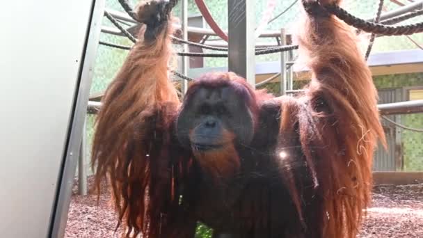 Berlim Alemanha Agosto 2023 Filmagem Zoológico Orangotango Faz Uma Bela — Vídeo de Stock