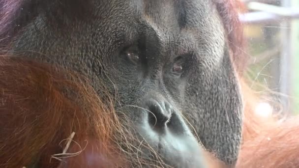 Берлин Германия Августа 2023 Года Съемки Зоопарке Орангутанговой Клетке Портрет — стоковое видео