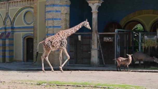 Berlim Alemanha Agosto 2023 Filmagem Zoológico Perto Gaiola Girafa Vemos — Vídeo de Stock