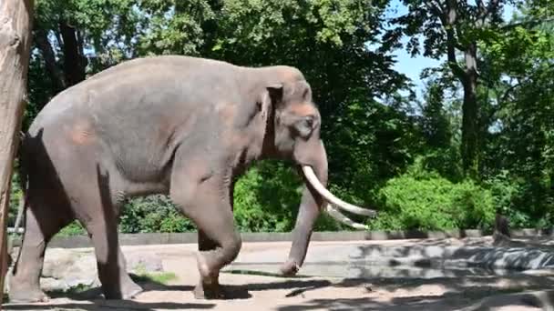 Berlino Germania Agosto 2023 Filmati Allo Zoo Grande Esemplare Elefante — Video Stock