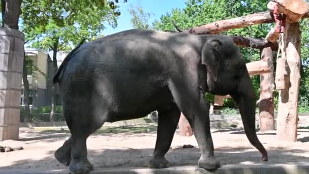 Berlín Německo Srpna2023 Záběry Zoo Indický Slon Kráčí Podél Okraje — Stock video