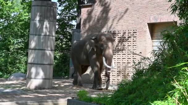 2023年8月10日 德国柏林 动物园里的景象 一只巨大的印度象 长着巨大的白色象牙 在圈子里散步 — 图库视频影像