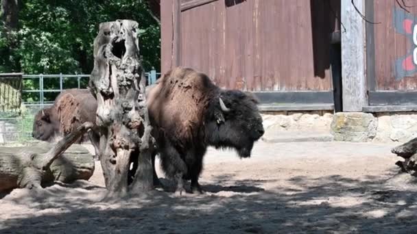 Berlín Alemania Agosto 2023 Filmación Zoológico Impresionante Paseo Bisontes Comer — Vídeo de stock