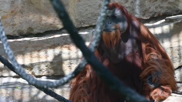 Berlin Jerman Agustus 2023 Footage Zoo Zoom Away Orangutan Chewing — Stok Video
