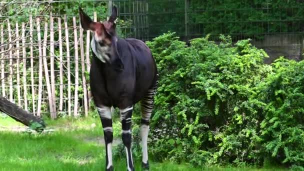 Berlín Alemania Agosto 2023 Filmación Zoológico Okapi Jirafa Del Bosque — Vídeos de Stock