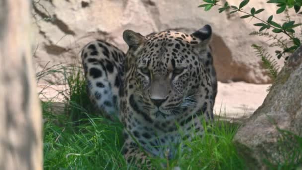 Berlin Germany August 2023 Fascinating Footage Zoo Portrait Leopard Lying — Stock Video