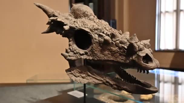 Berlin Deutschland August 2023 Naturkundemuseum Verstörende Nahaufnahme Eines Dinosaurierschädels — Stockvideo