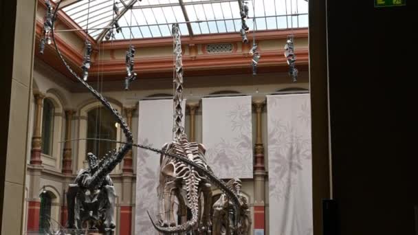 Berlin Deutschland August 2023 Naturkundemuseum Bewundern Wir Das Gigantische Dinosaurierskelett — Stockvideo