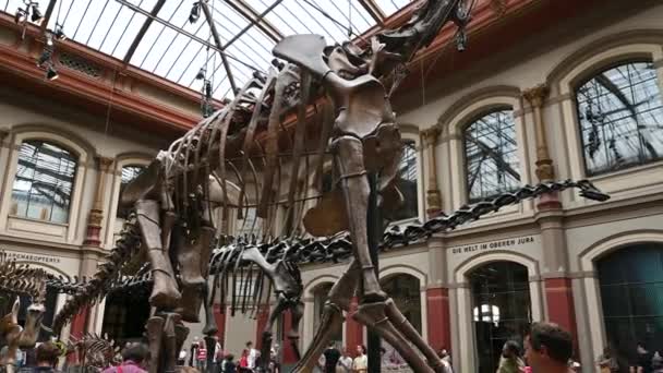 Berlin Almanya Ağustos 2023 Doğal Bilimler Müzesinde Geniş Bir Dinozor — Stok video