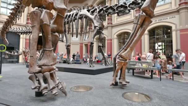 Berlin Tyskland Augusti 2023 Naturvetenskapliga Museet Beundrar Det Gigantiska Dinosaurieskelettet — Stockvideo