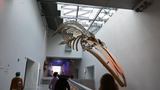 2023年12月27日 法国里昂 汇流博物馆内的影像 在入口 一个巨大的鲸骨架悬挂在天花板上 访客的通行 — 图库视频影像