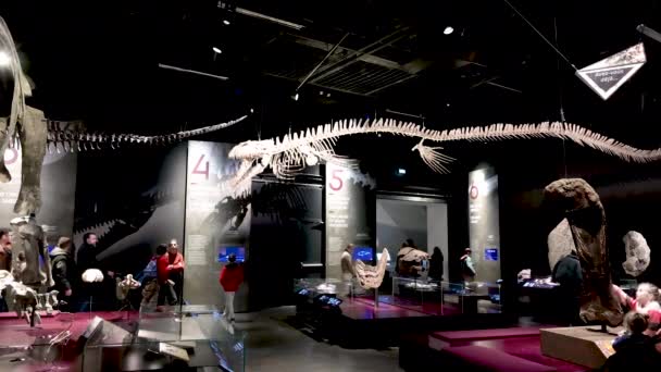 2023年12月27日 法国里昂 汇流博物馆内的影像 游客们在大房间里看到恐龙的骷髅 — 图库视频影像