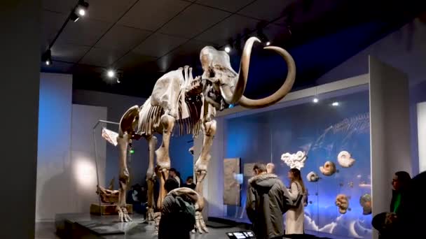 リヨン フランス 2023年12月27日 コンフルエンス博物館内部の映像 部屋では 展示されているマンモスの骨格が訪問者によって観察されます — ストック動画