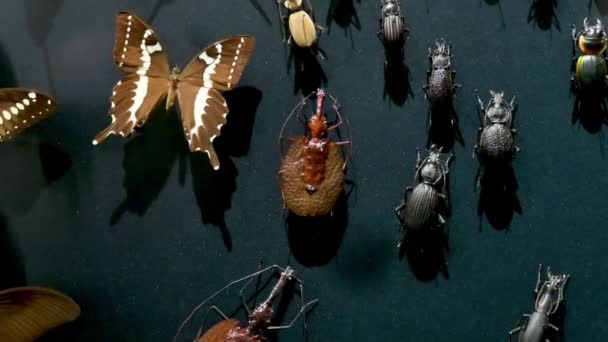 Lyon Fransa Aralık 2023 Böcek Koleksiyonunun Dikey Panoramasıyla Büyüleyici Görüntüler — Stok video
