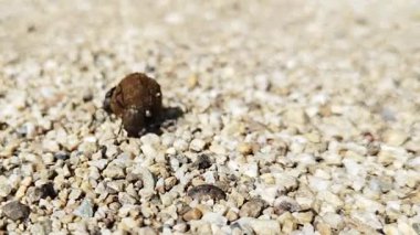 Bir çift bok böceğinin toprak yolda bir parça gübreyi yuvarlayıp içine yumurta bırakmaya hazırlandığı kavramsal makro görüntüler. Birinin kendi çıkarlarını gözetme kavramı. Pis iş..