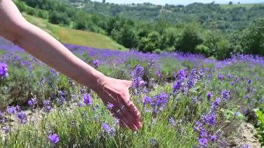 Sale San Giovanni, Piemonte, İtalya. Olgun buğday kulaklı kavramsal yakın çekim görüntüsü: refah, zenginlik, bolluk, yiyecek ve doğa. Kulaklar hafifçe sallanıyor..