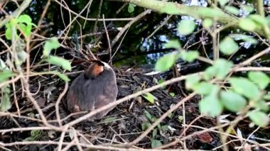Sudaki yüzen yuvasında yumurtalarını kuluçkaya yatıran bir yunus balığı görüntüsü. Nefes alış verişi tüylerinde görülebilir. Vahşi ve kirlenmemiş doğa, üreme mevsimi.