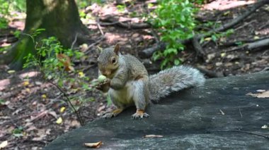 New York, ABD, 18 Ağustos 2024. Central Park 'ın ikonik bir görüntüsü, bir sincap meşe palamudu yemekle meşgul. İkonik yerler, seyahat noktaları.