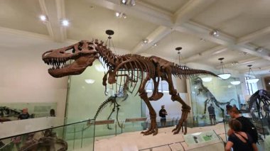 New York, ABD, 19 Ağustos 2024. Doğa Bilimleri Müzesi 'ndeki dikey görüntüler. T-Rex dinozorunun iskeleti öne çıkıyor, keskin etobur dişli büyük kafatası öne çıkıyor. Ziyaretçiler.