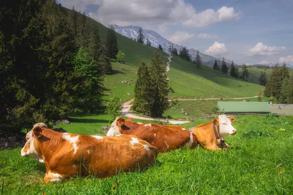 Berchtesgaden Ulusal Parkı 'nda Jenner Dağı yakınlarındaki Konigsee ve Obersee gölleri arasında kahverengi ve beyaz inekler, Yukarı Bavyera Alpleri, Almanya, Avrupa.