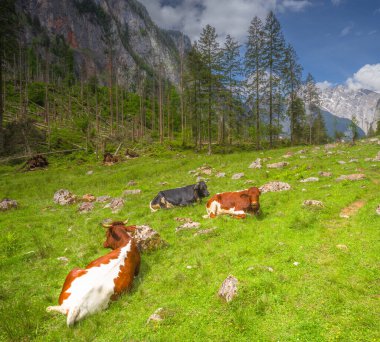 Berchtesgaden Ulusal Parkı 'nda Jenner Dağı yakınlarındaki Konigsee ve Obersee gölleri arasında kahverengi ve beyaz inekler, Yukarı Bavyera Alpleri, Almanya, Avrupa.