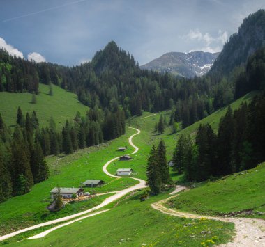 Berchtesgaden Ulusal Parkı 'nda Jenner Dağı yakınlarındaki Konigsee ve Obersee gölleri arasında kahverengi ve beyaz inekler, Yukarı Bavyera Alpleri, Almanya, Avrupa.