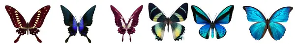 stock image Vibrant exotic butterflies with diverse wing patterns and colors are highlighted, showcasing natures biodiversity