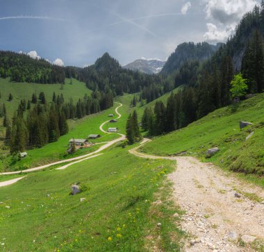 Berchtesgaden Ulusal Parkı 'nda Jenner Dağı yakınlarındaki Konigsee ve Obersee gölleri arasında kahverengi ve beyaz inekler, Yukarı Bavyera Alpleri, Almanya, Avrupa.