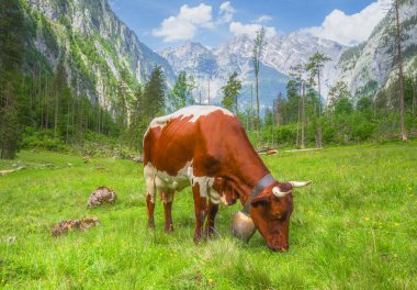 Berchtesgaden Ulusal Parkı 'nda Jenner Dağı yakınlarındaki Konigsee ve Obersee gölleri arasında kahverengi ve beyaz inekler, Yukarı Bavyera Alpleri, Almanya, Avrupa.