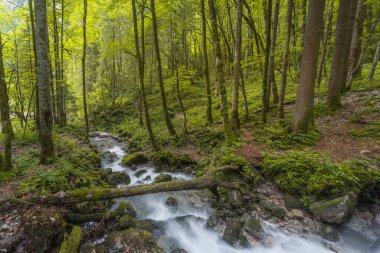 Berchtesgaden Ulusal Parkı 'ndaki Konigssee Gölü yakınlarındaki Rothbach Şelalesi' nin güzel manzarası, Yukarı Bavyera Alpleri, Almanya, Avrupa. Doğa konseptinin güzelliği.