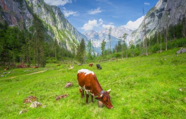 Berchtesgaden Ulusal Parkı 'nda Jenner Dağı yakınlarındaki Konigsee ve Obersee gölleri arasında kahverengi ve beyaz inekler, Yukarı Bavyera Alpleri, Almanya, Avrupa.