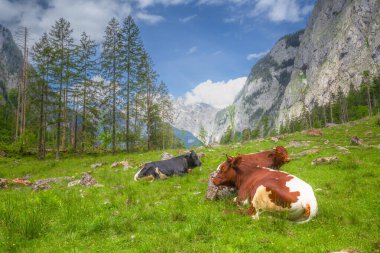 Berchtesgaden Ulusal Parkı 'nda Jenner Dağı yakınlarındaki Konigsee ve Obersee gölleri arasında kahverengi ve beyaz inekler, Yukarı Bavyera Alpleri, Almanya, Avrupa.